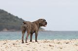 CANE CORSO 650